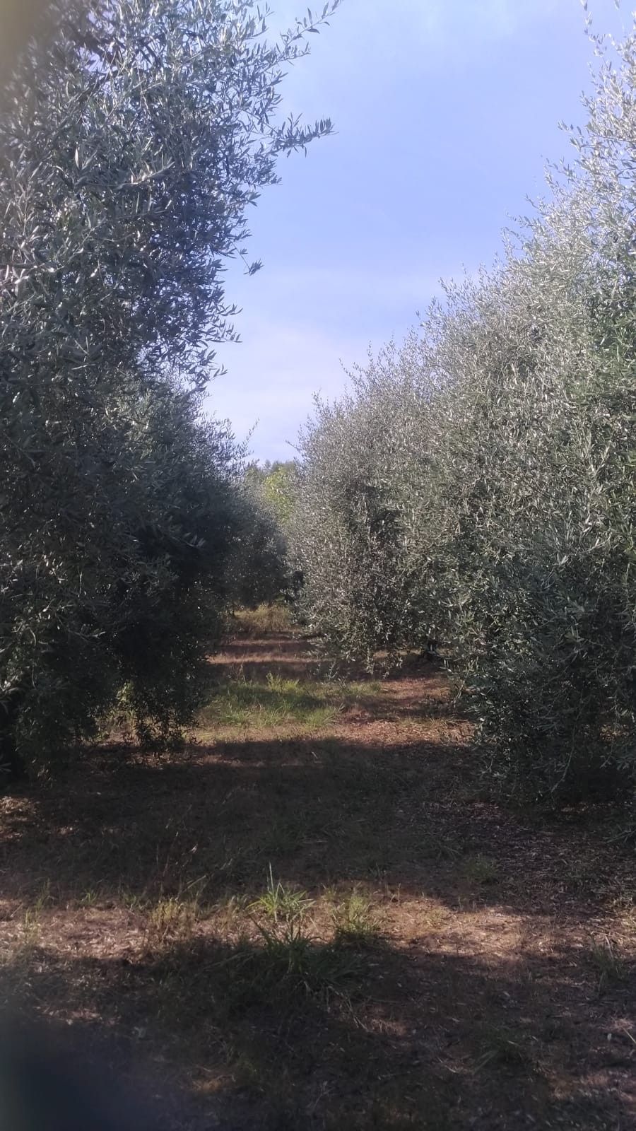 Terreno Agricolo Casciana Terme 