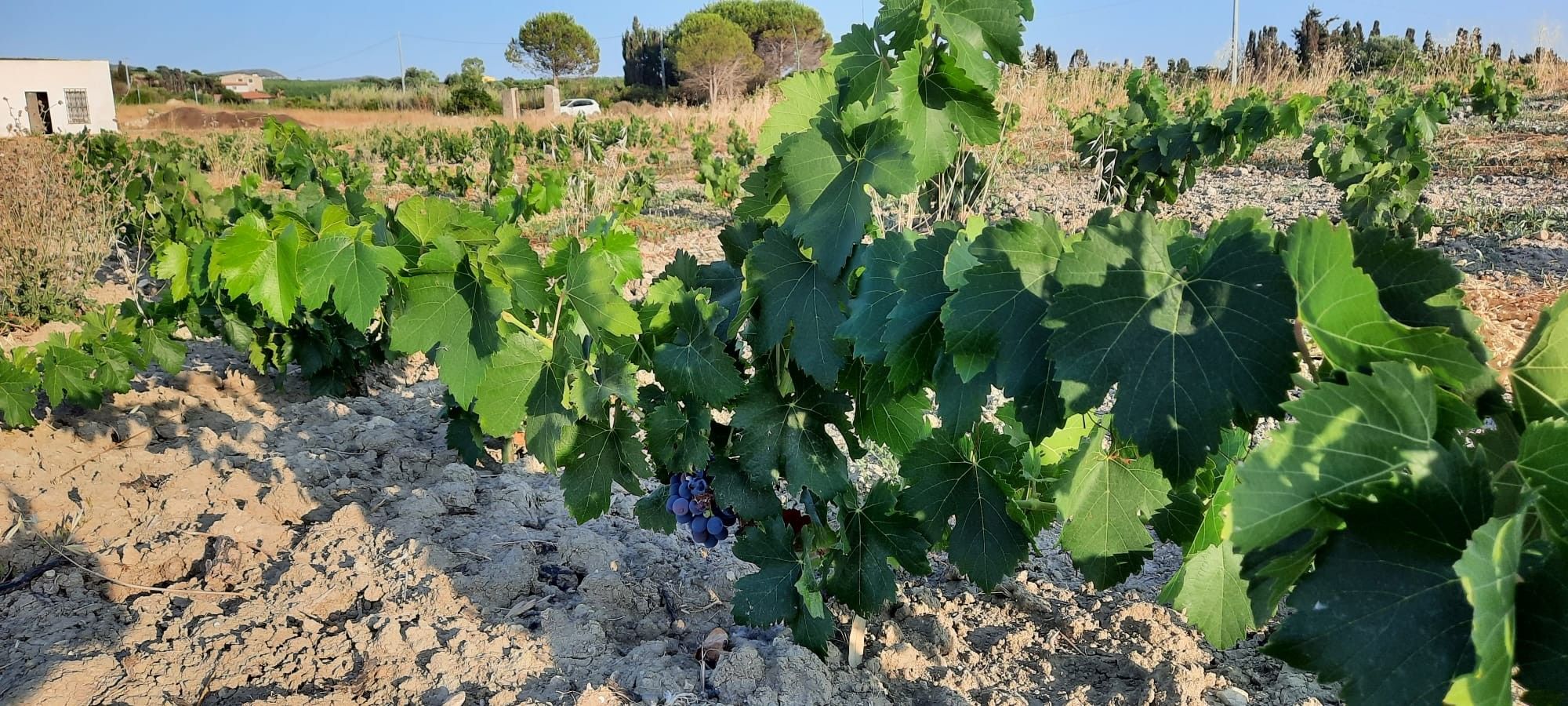 Terreno Agricolo in Vendita Sorso