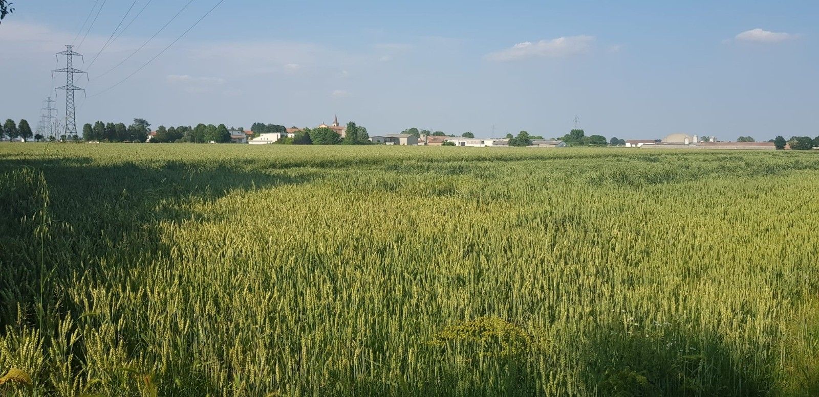 Vendita Terreno Agricolo Casalmaggiore