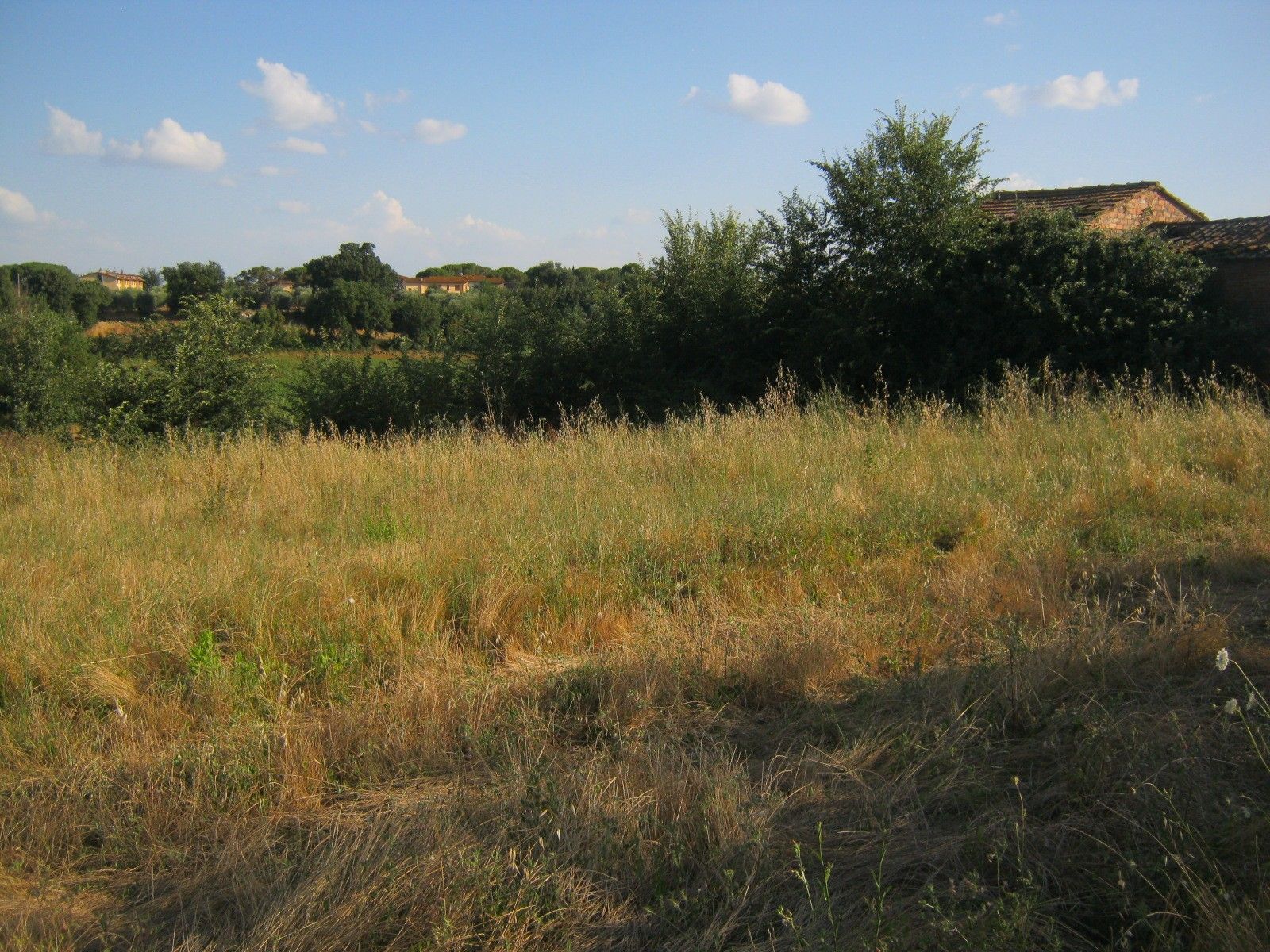 Vendita Terreno Agricolo Cortona