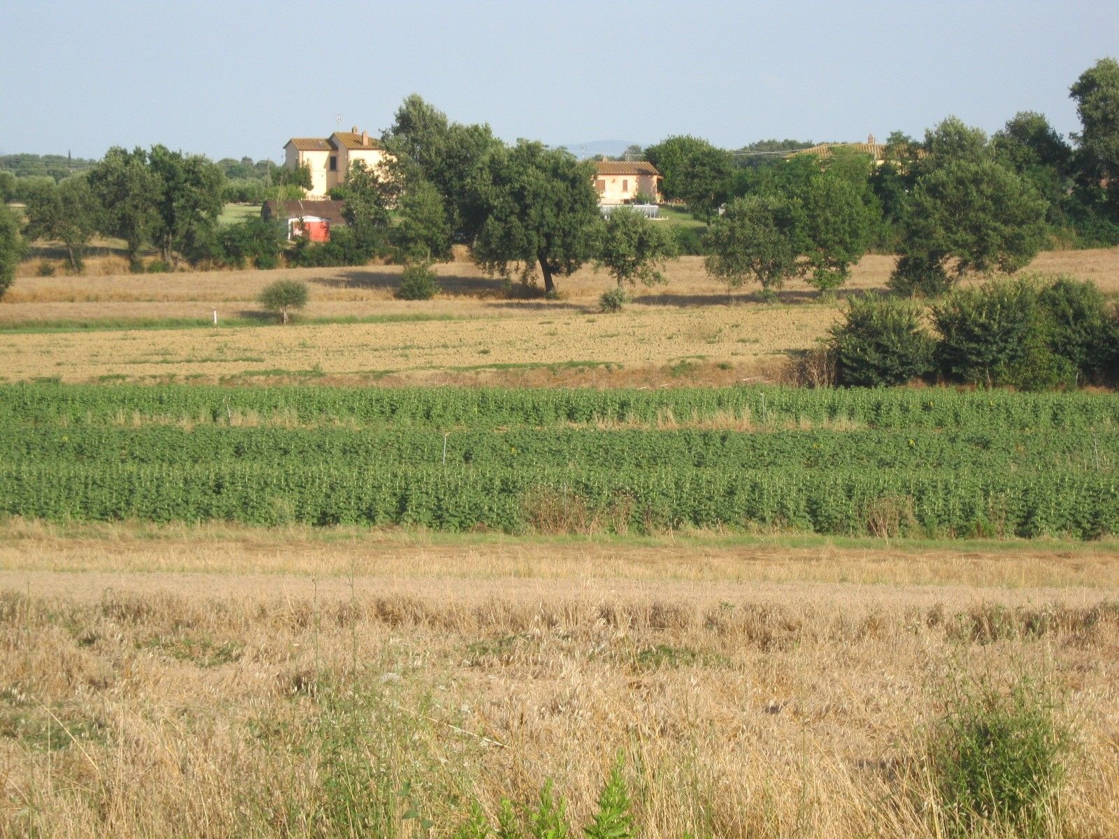 Terreno Agricolo Cortona 