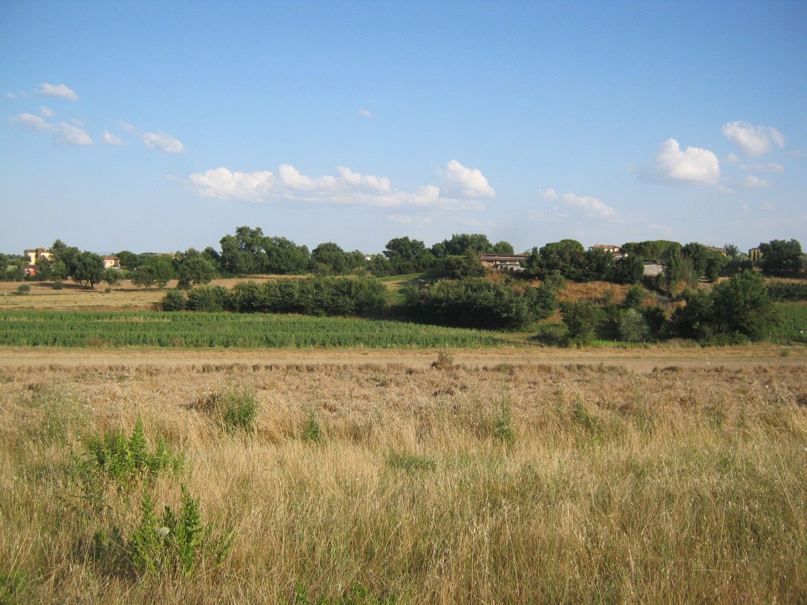 Vendita Terreno Agricolo Cortona