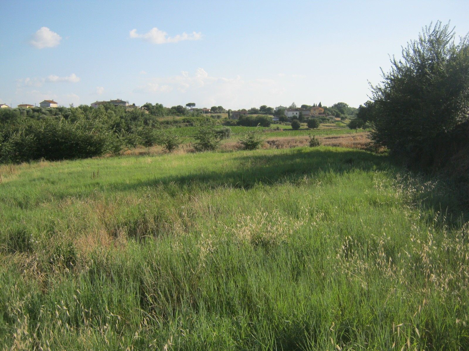 Terreno Agricolo Cortona 