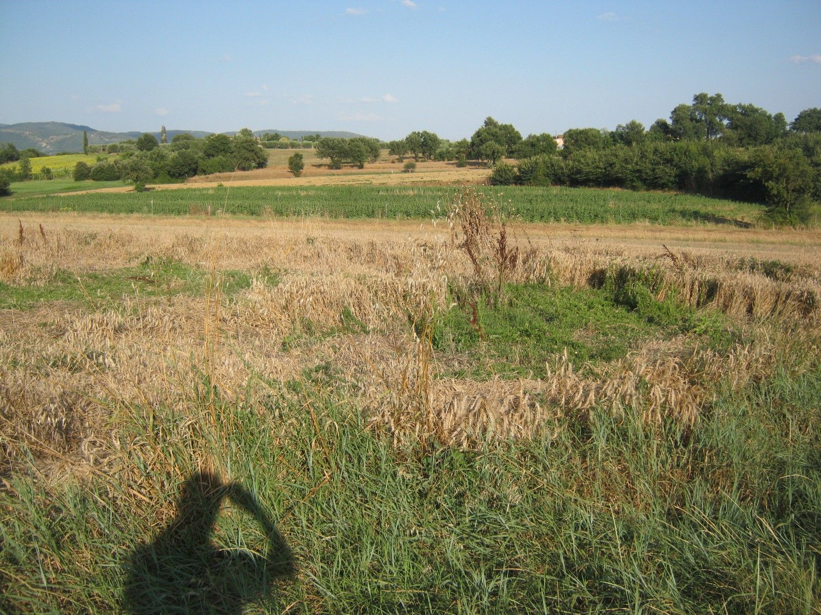 Terreno Agricolo Cortona 