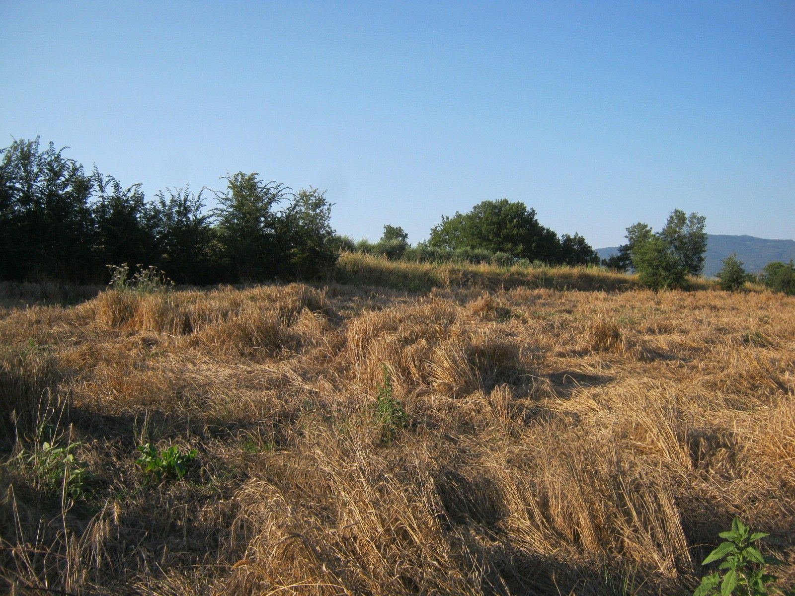 Terreno Agricolo Cortona 