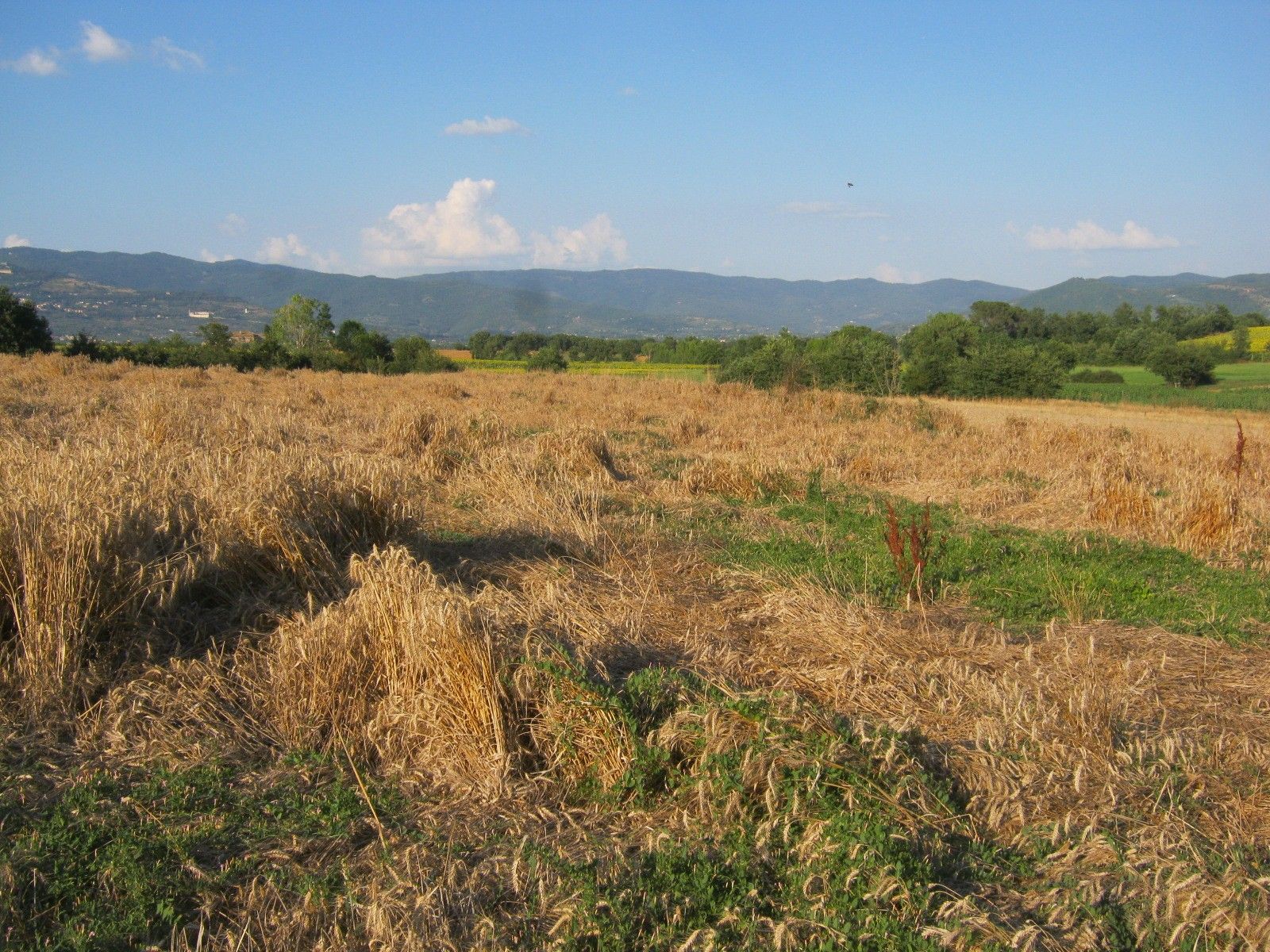 Vendita Terreno Agricolo Cortona