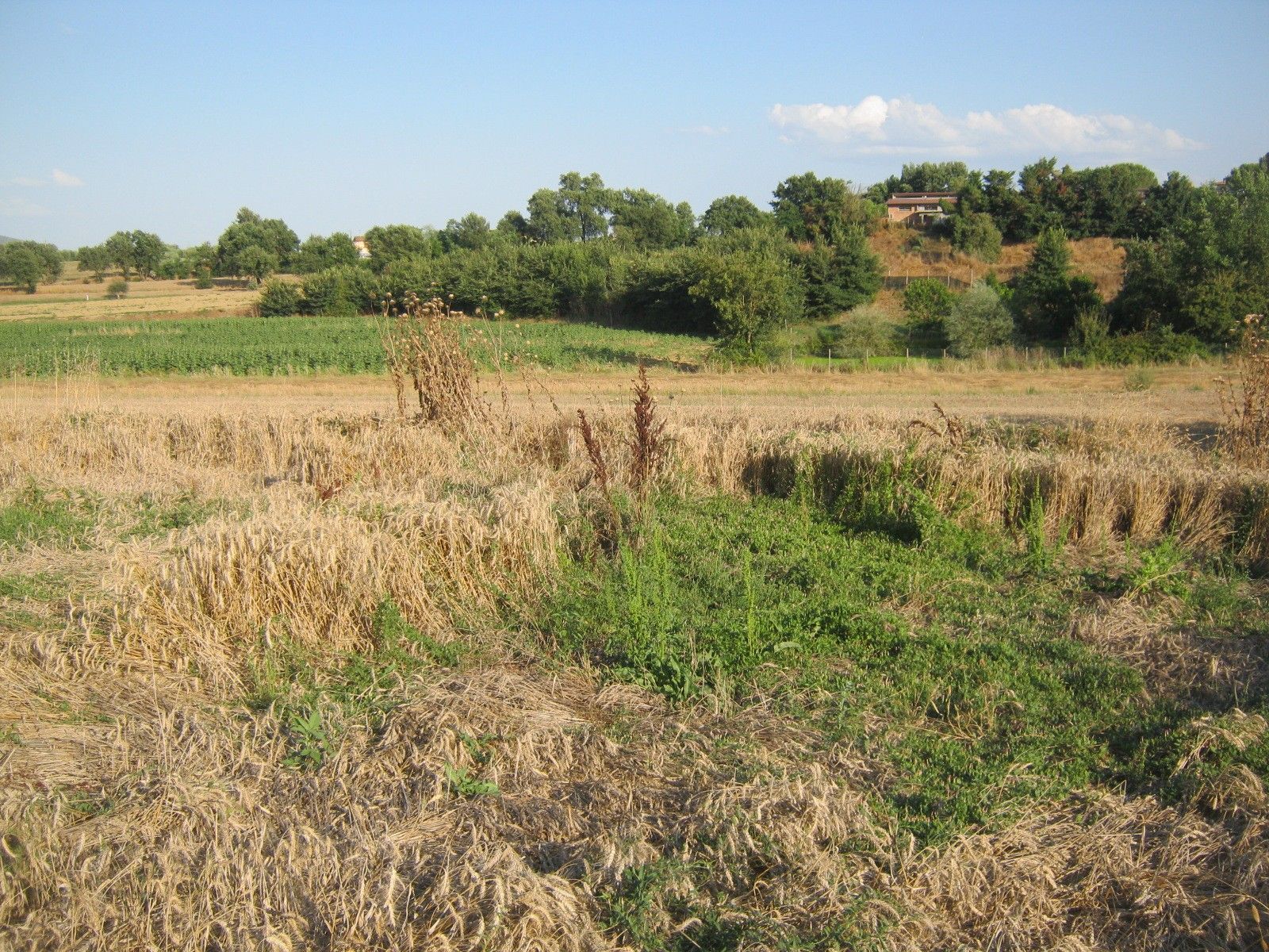 Vendita Terreno Agricolo Cortona