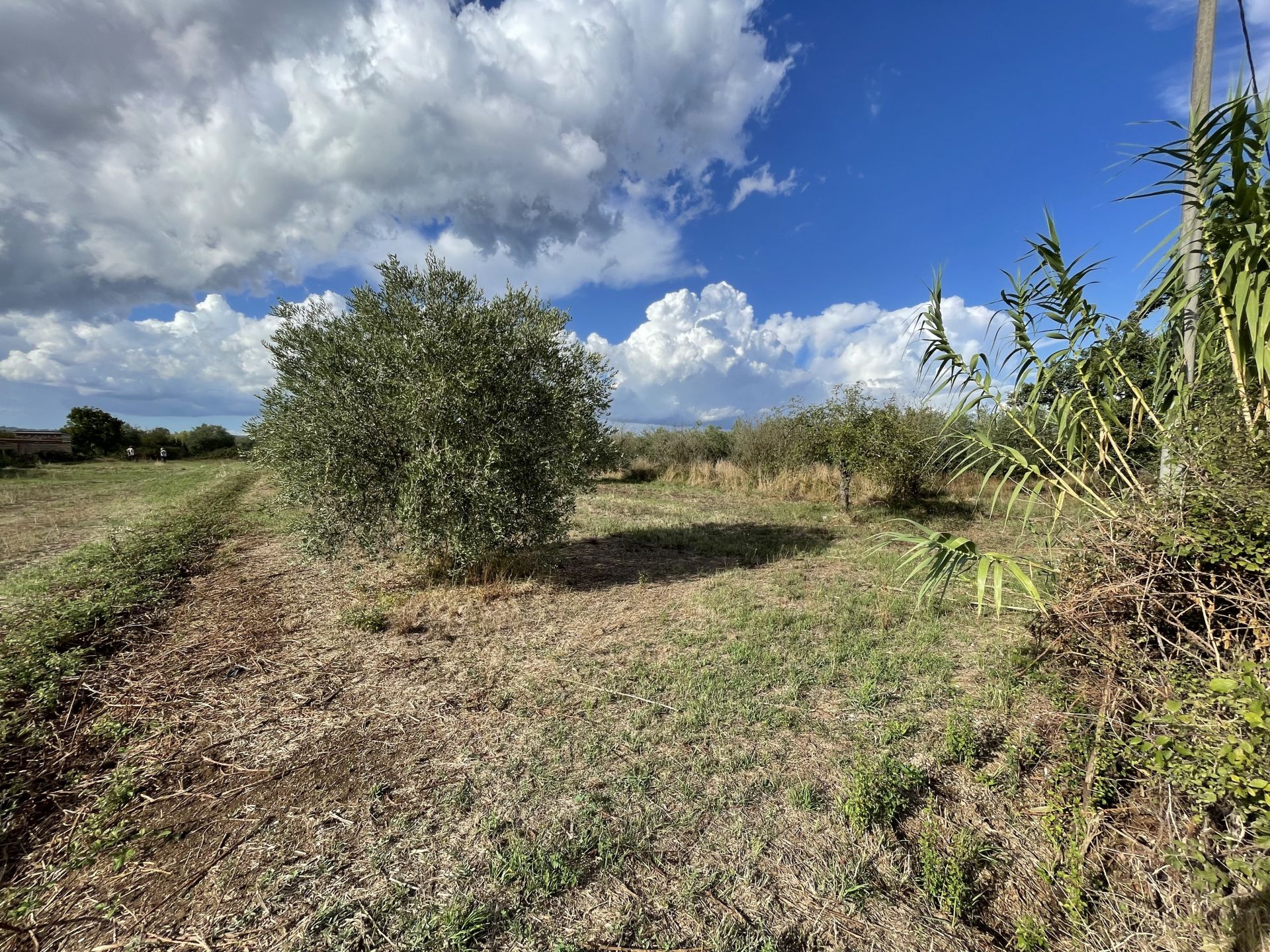 Terreno Agricolo Fabrica di Roma 