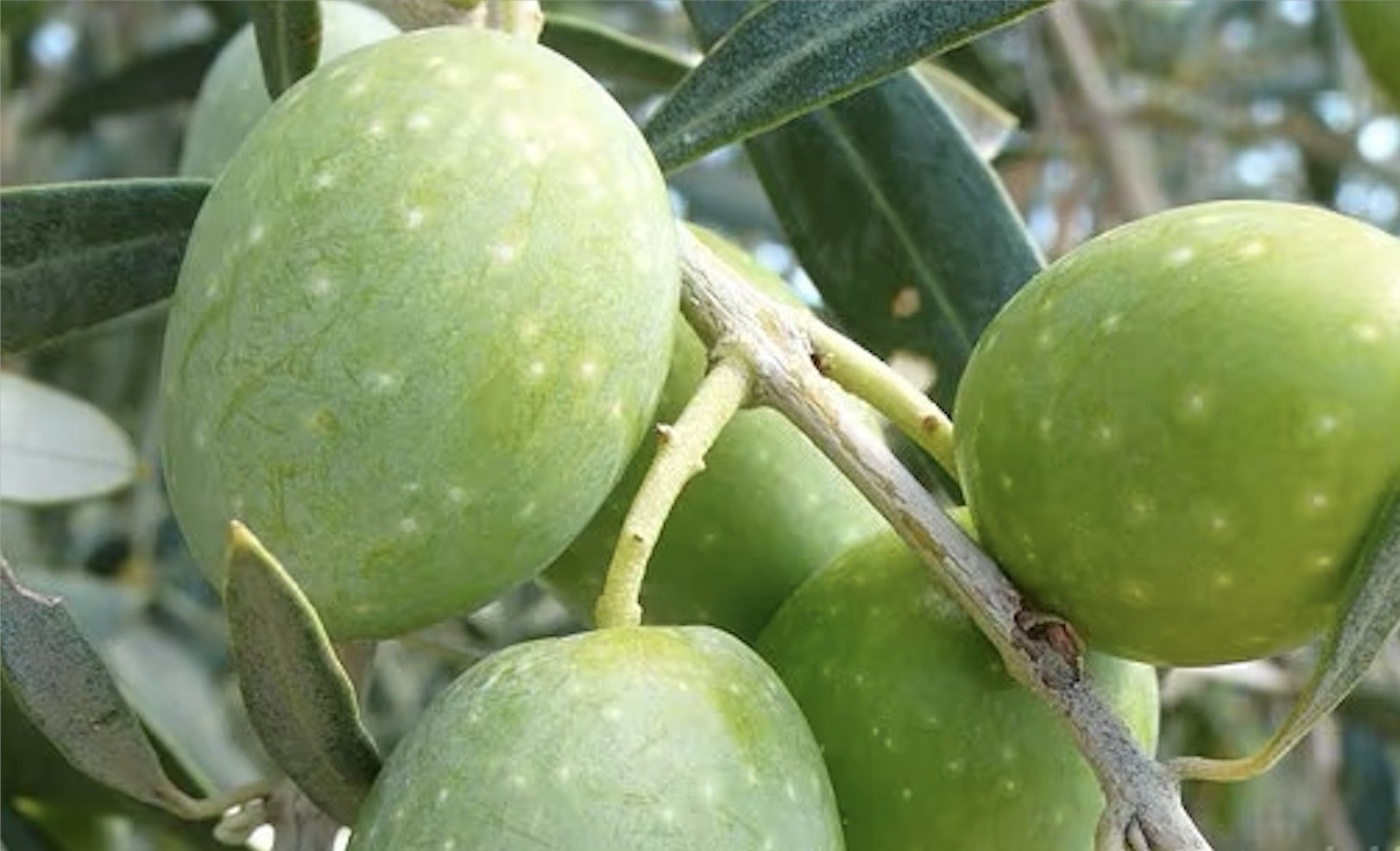 Terreno Agricolo Centuripe 