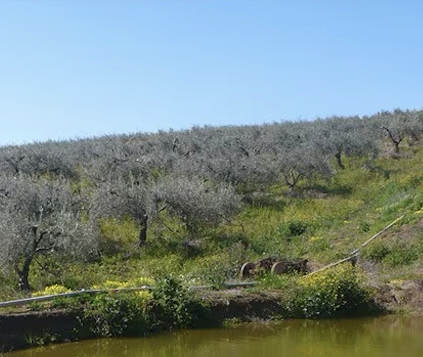 Terreno Agricolo Centuripe 