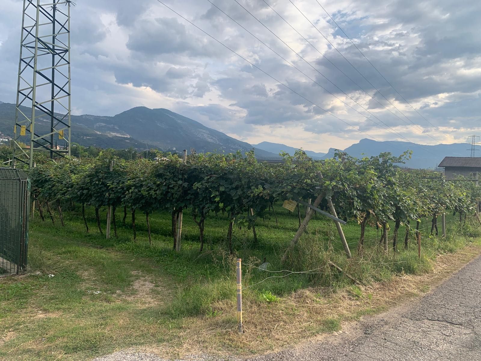 Terreno Agricolo in Vendita Nogaredo