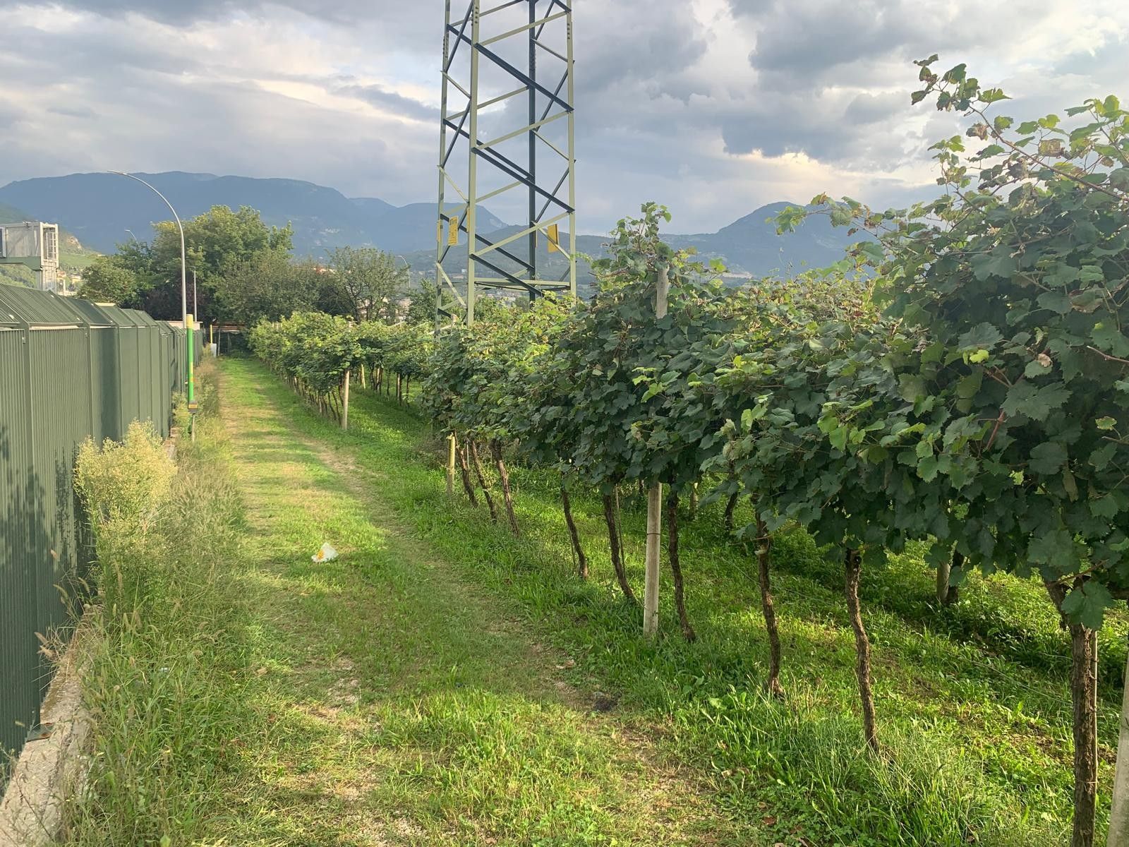 Vendita Terreno Agricolo Nogaredo