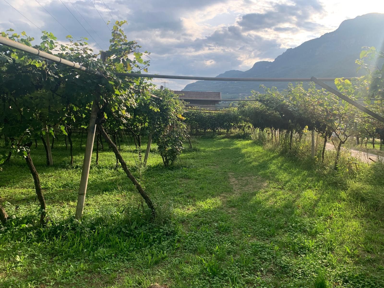 Vendita Terreno Agricolo Nogaredo