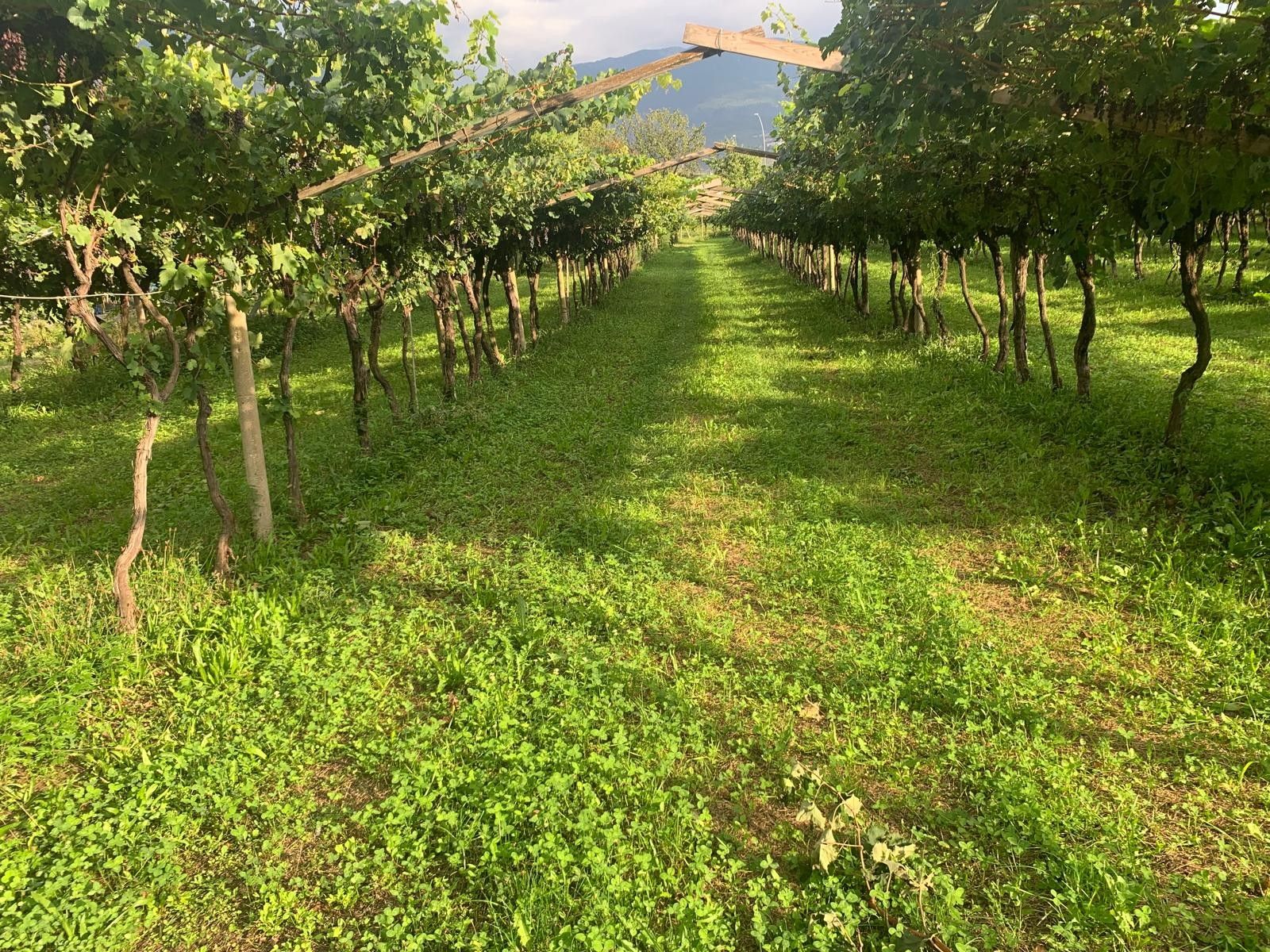 Vendita Terreno Agricolo Nogaredo