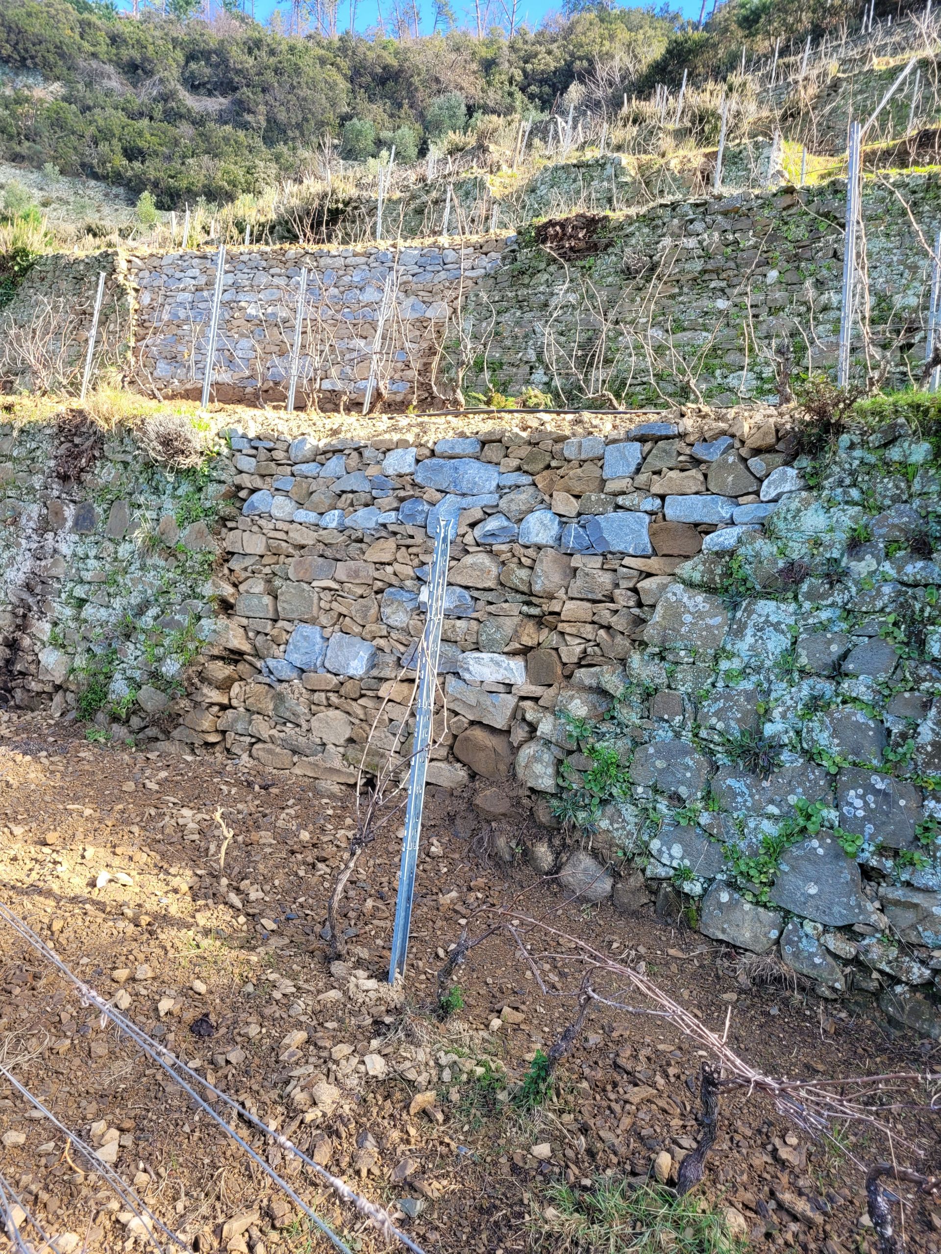 Vendita Terreno Agricolo Riomaggiore