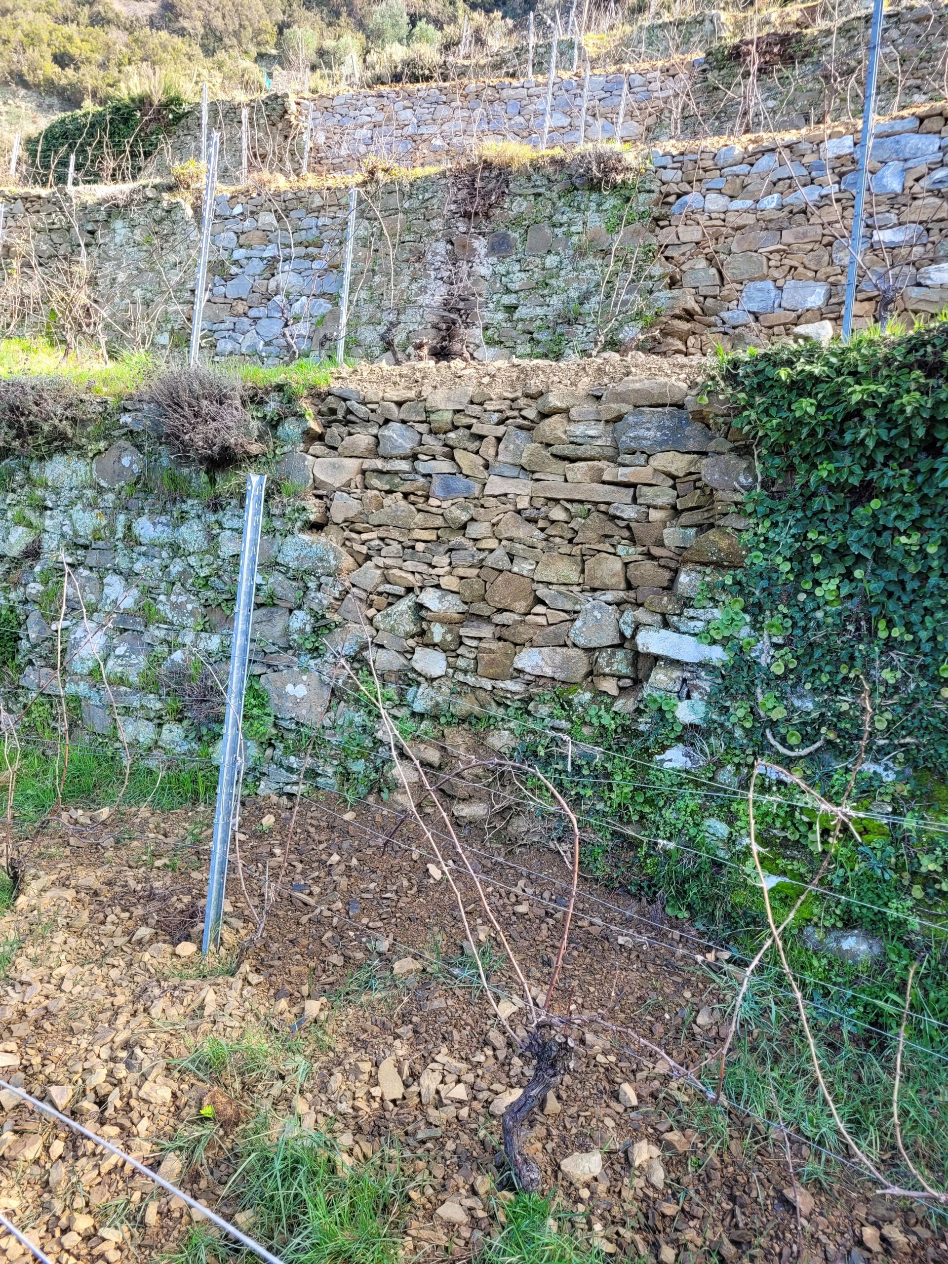 Vendita Terreno Agricolo Riomaggiore