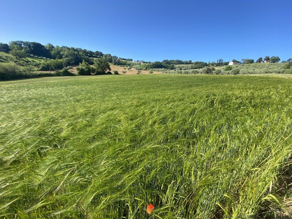 Terreno Agricolo Cartoceto 