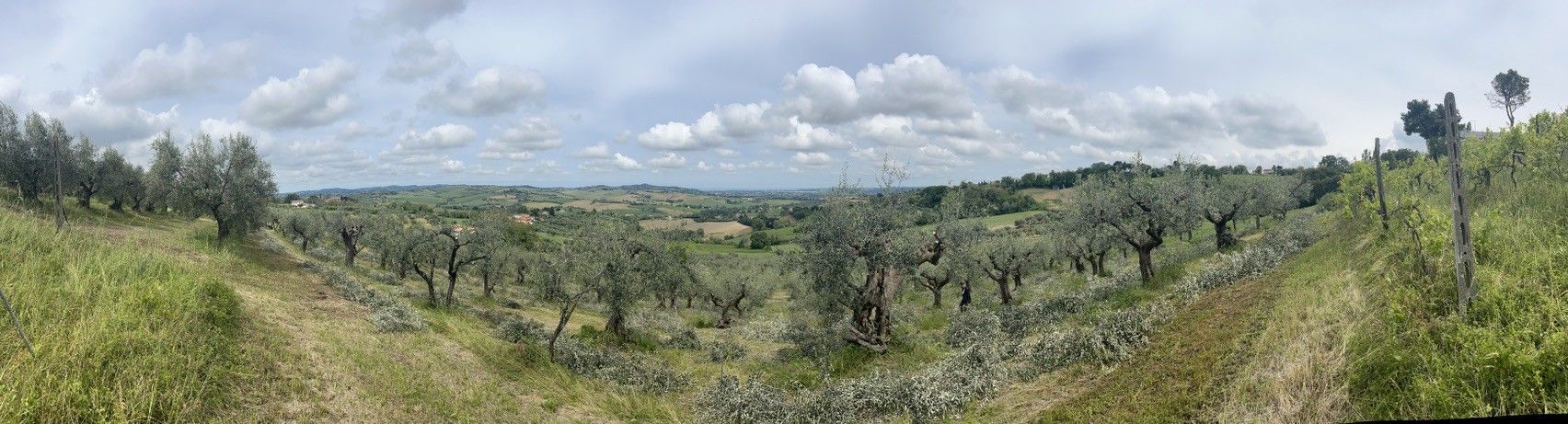 Terreno Agricolo Cartoceto 