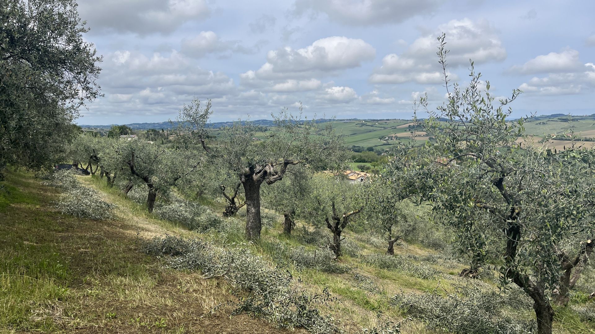 Terreno Agricolo Cartoceto 