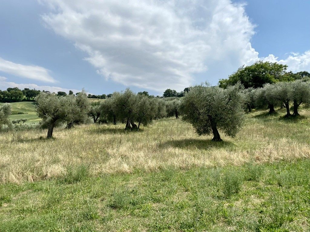 Terreno Agricolo Cartoceto 