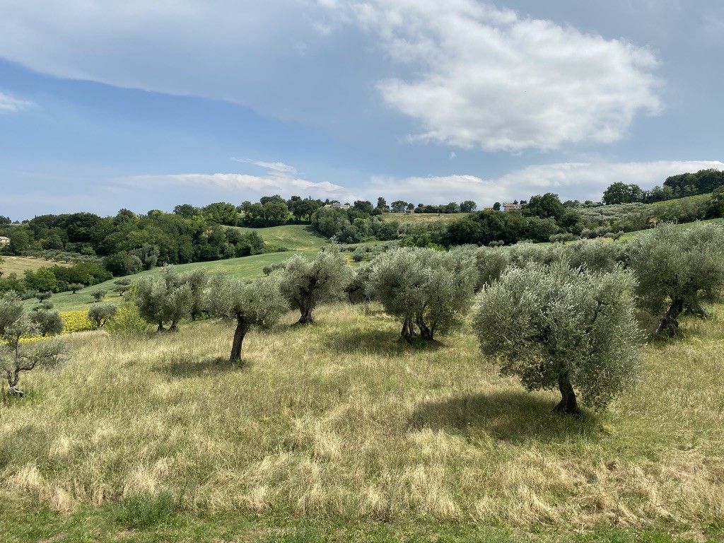 Terreno Agricolo Cartoceto 