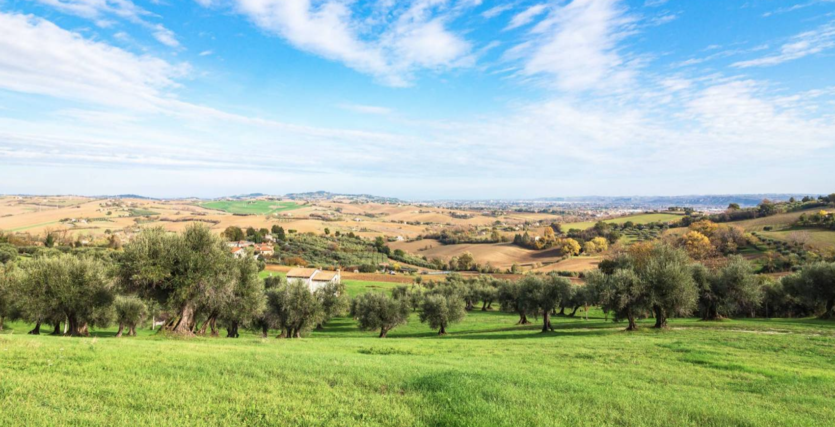 Terreno Agricolo Cartoceto 