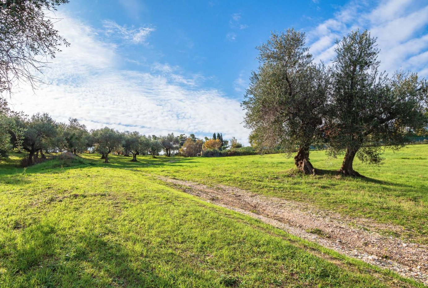 Terreno Agricolo Cartoceto 