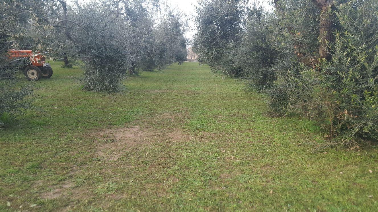 Terreno Agricolo Caianello 