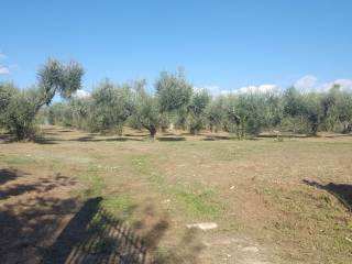 Vendita Terreno Agricolo Caianello