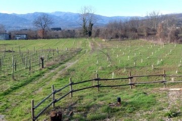 Azienda Agricola Villafranca in Lunigiana 