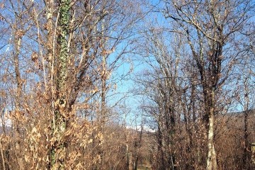 Azienda Agricola Villafranca in Lunigiana 