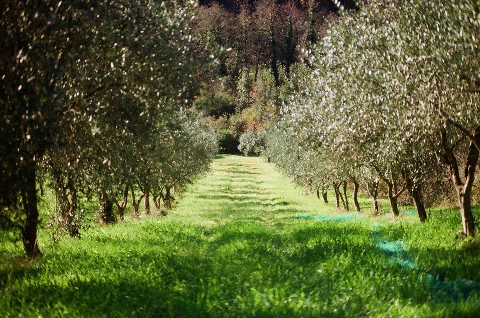 Vendita Terreno Agricolo Sessa Cilento