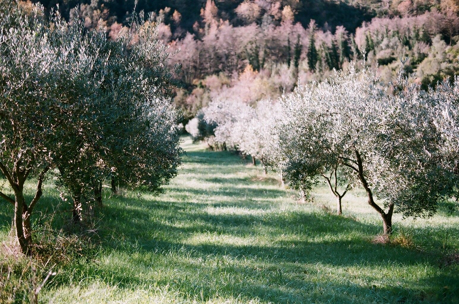 Terreno Agricolo Sessa Cilento 