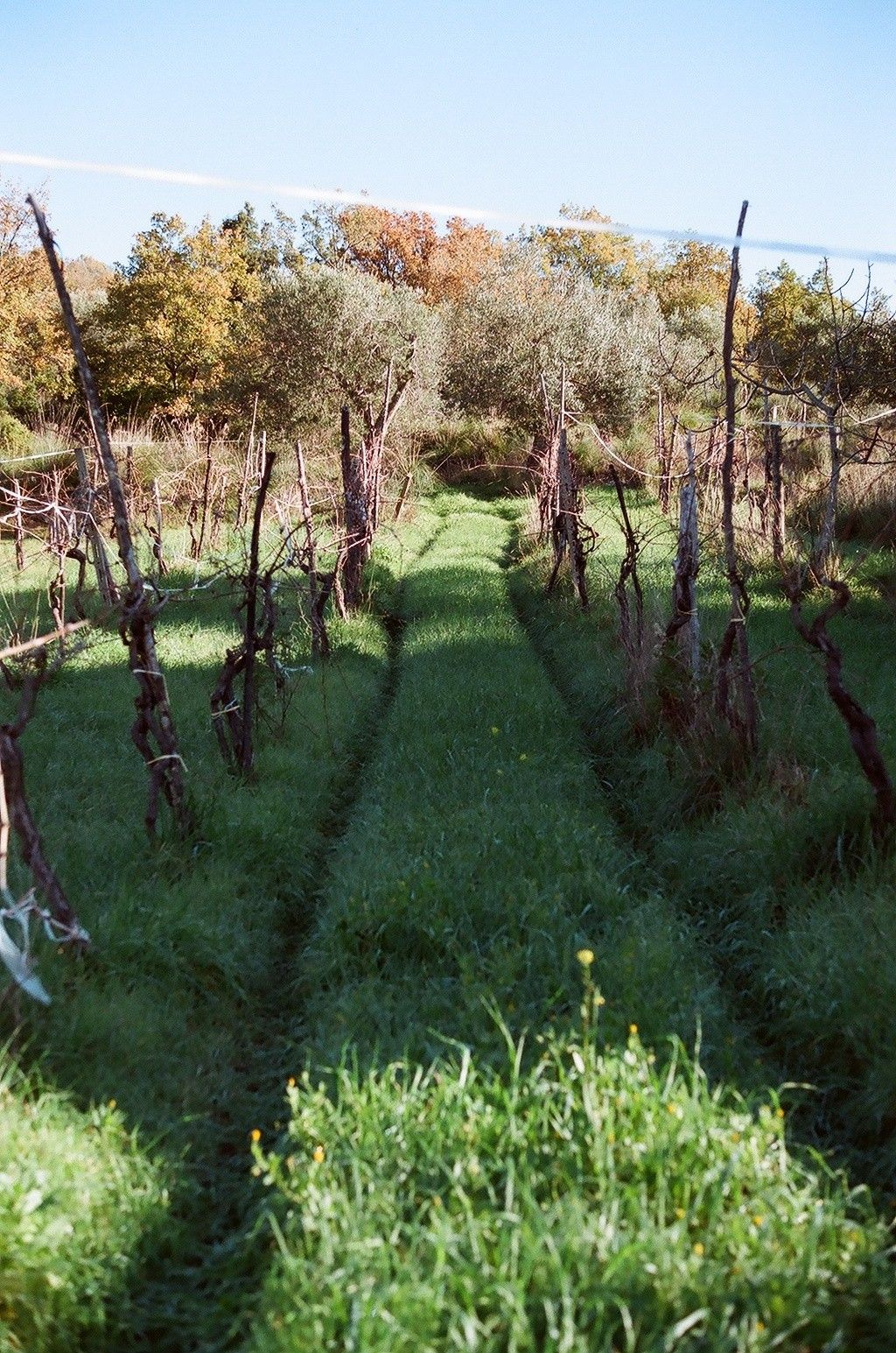 Vendita Terreno Agricolo Sessa Cilento