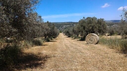 Terreno Agricolo Sortino 