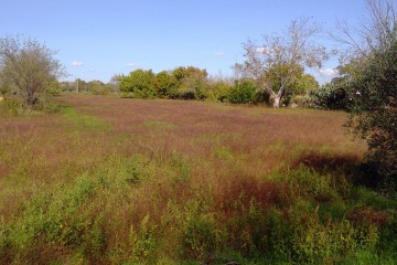 Rustico/Casale/Corte Cutrofiano 