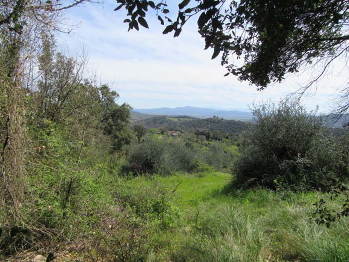 Vendita Terreno Agricolo Gavorrano