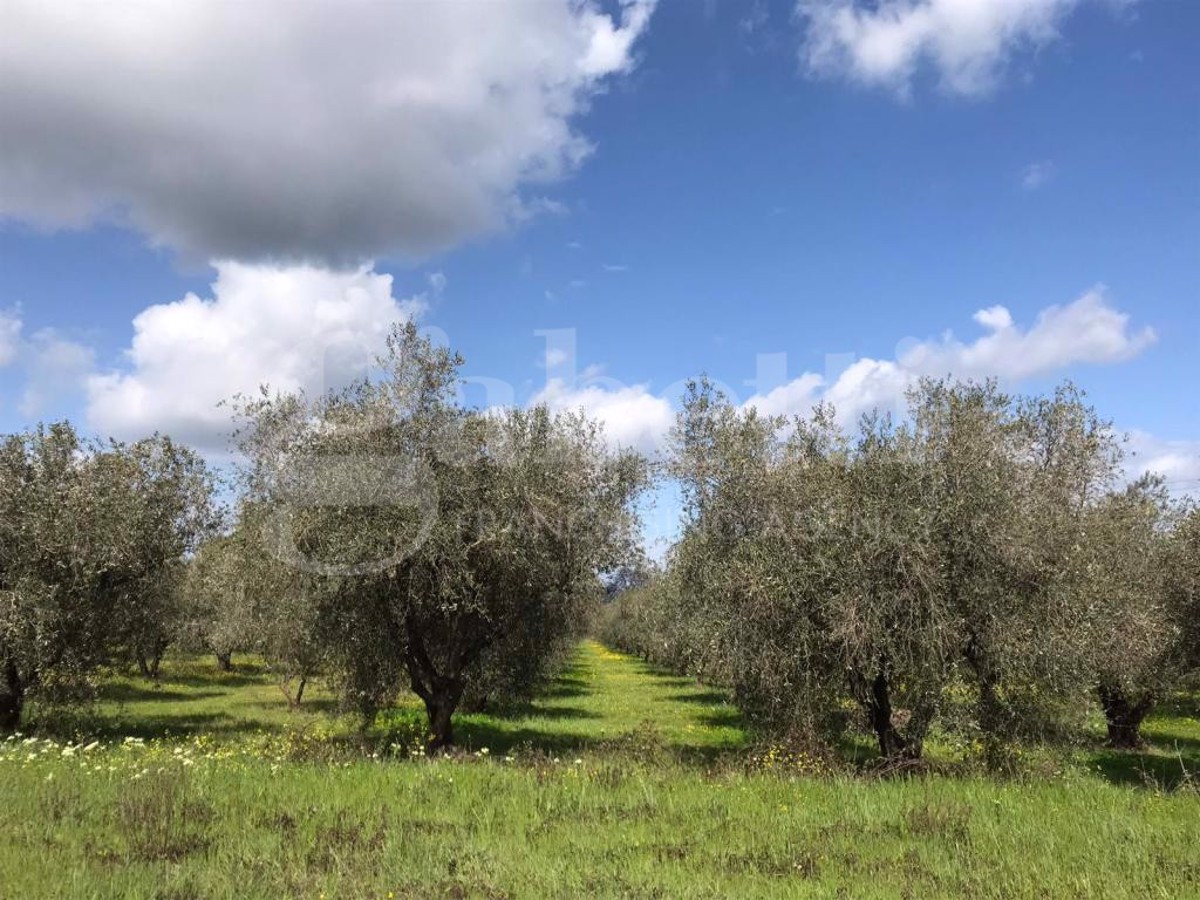 Vendita Terreno Agricolo Gavorrano