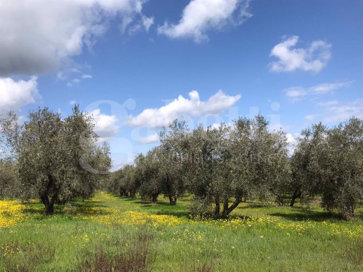 Vendita Terreno Agricolo Gavorrano