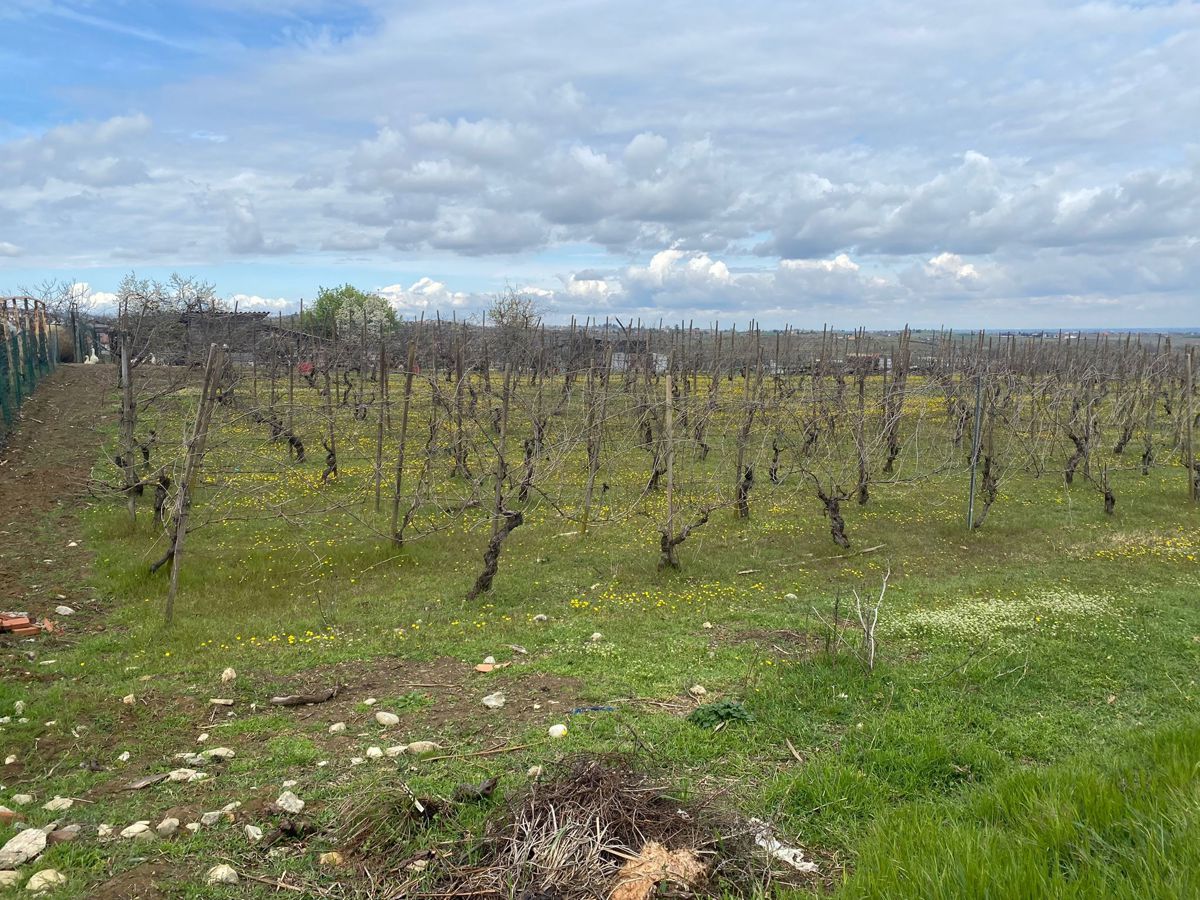 Vendita Terreno Agricolo Ziano Piacentino