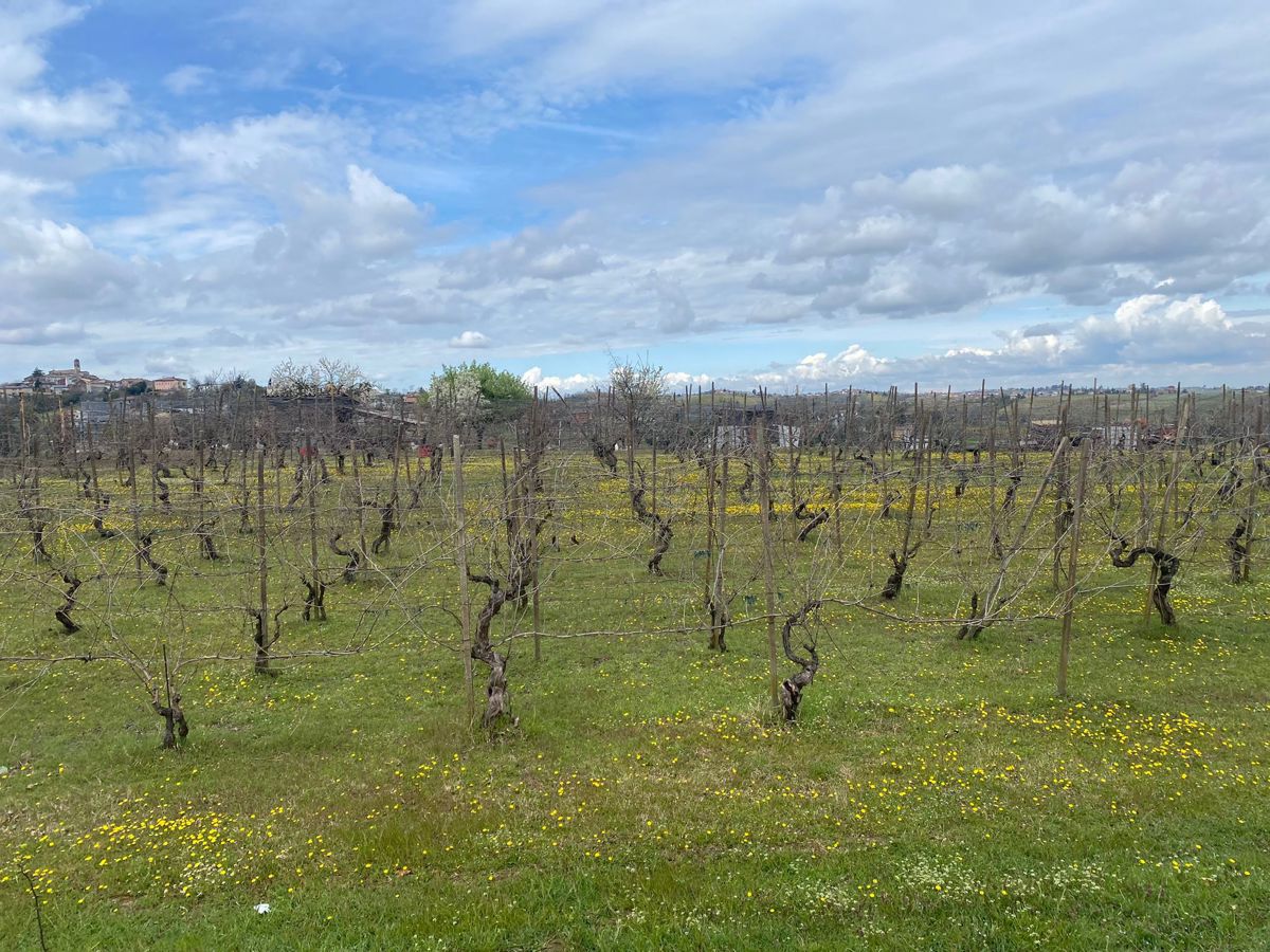 Vendita Terreno Agricolo Ziano Piacentino