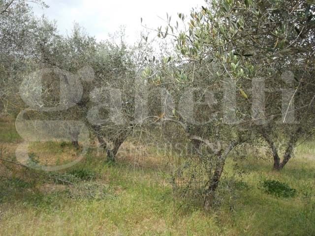 Terreno Agricolo in Vendita Gavorrano