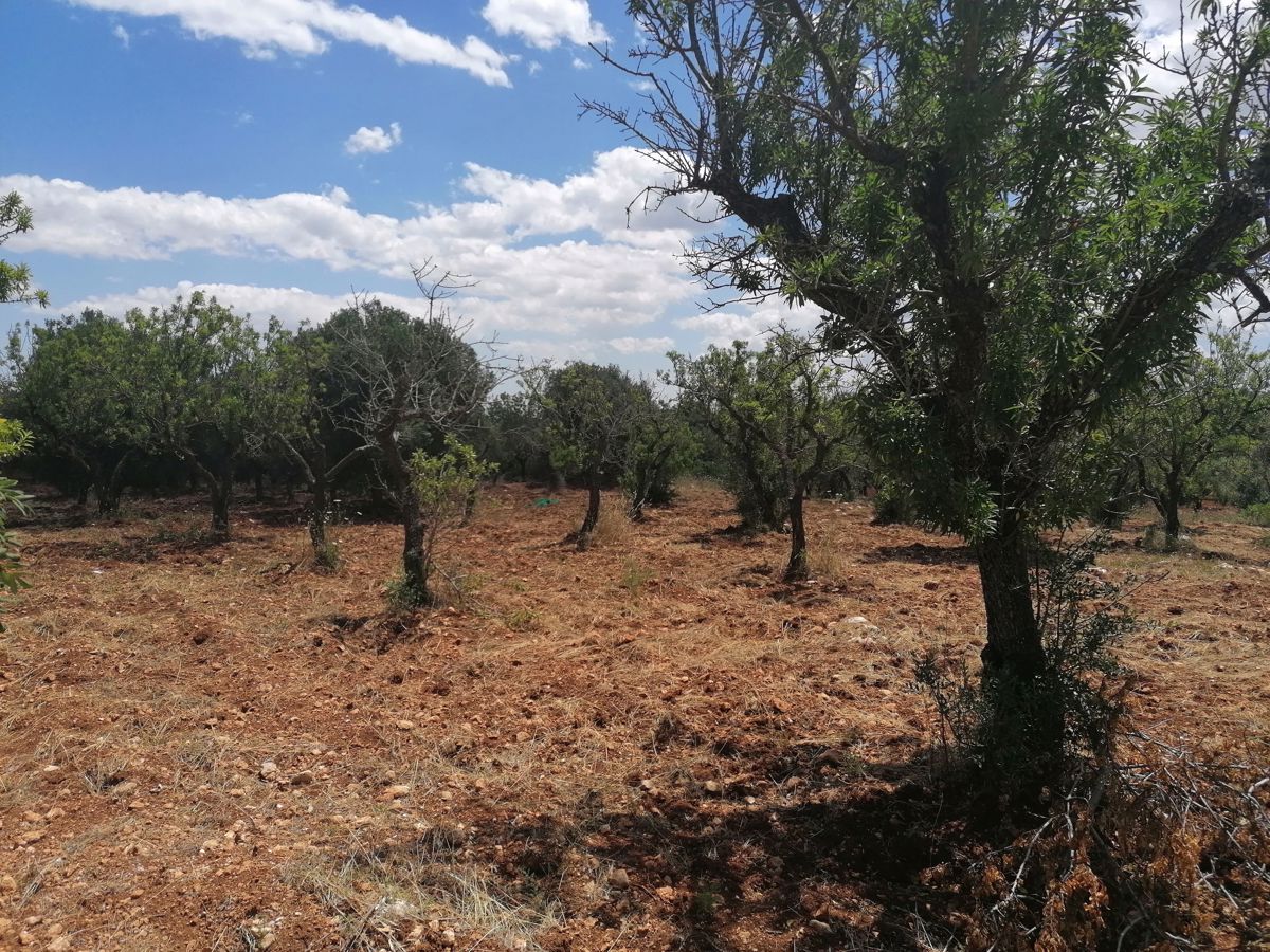 Terreno Agricolo in Vendita Ostuni