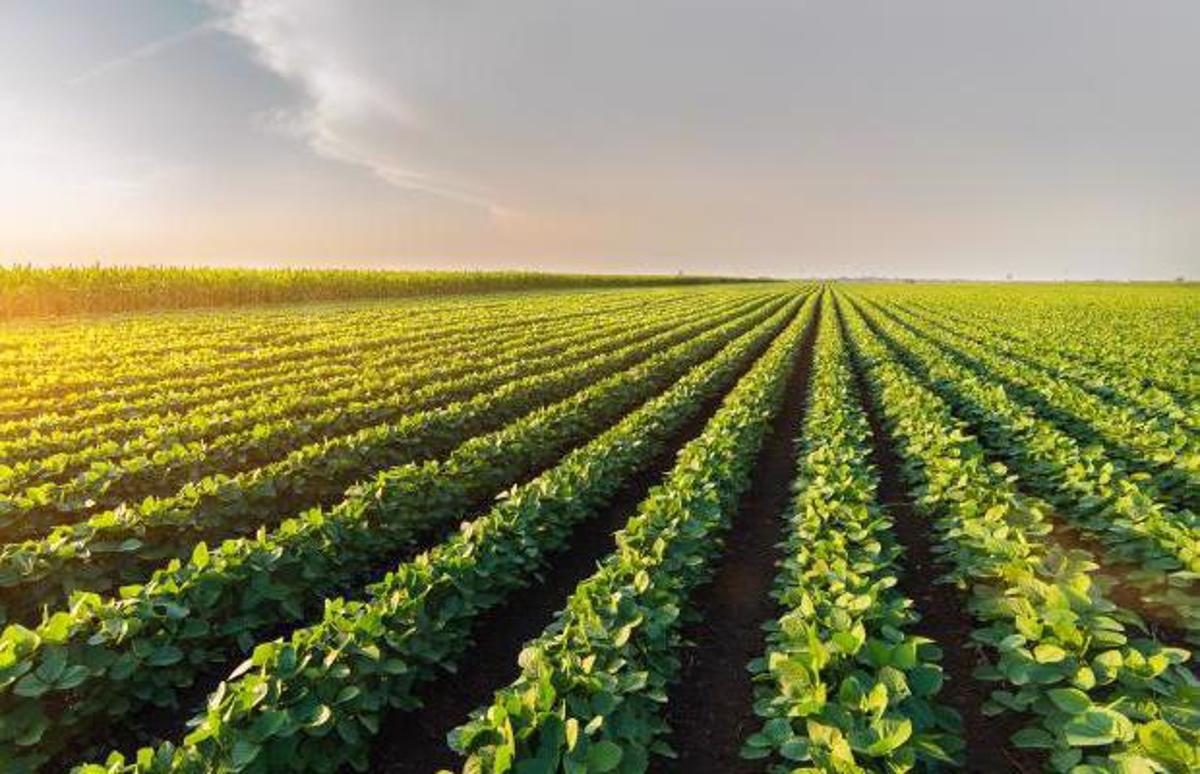 Terreno Agricolo in Vendita Este