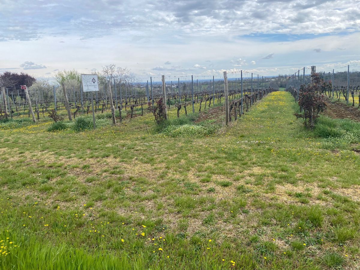 Terreno Agricolo in Vendita Ziano Piacentino